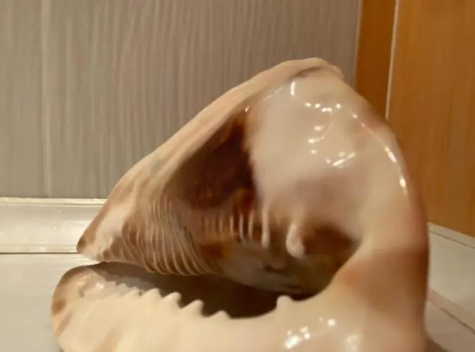 Apartment Perla South *